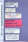 Etikette zu Negastrius stibicki (Wells, 1996) (NHMW-ZOO-COL-0006557)